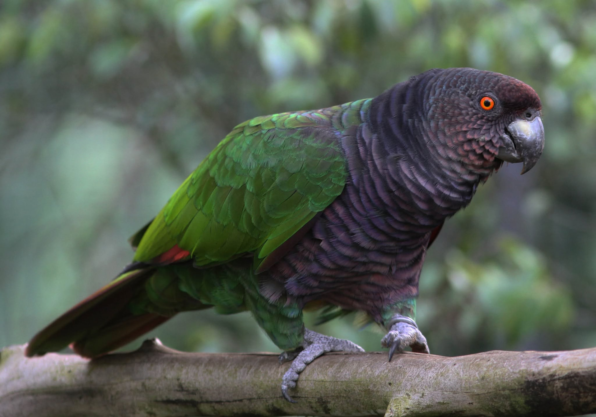 A Sisserou parrot perched on a mossy branch in cloud forest
