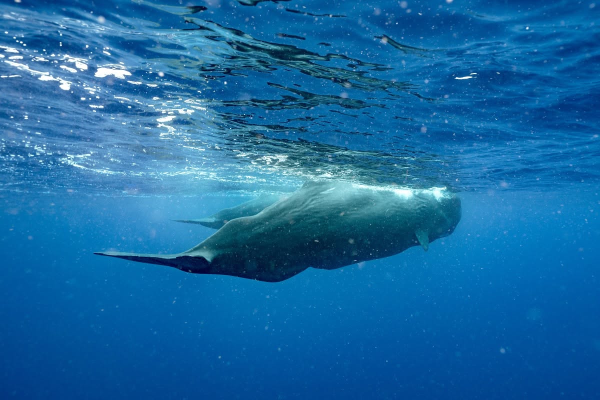 A sperm whale swimming just beneath the surface off Dominica's west coast