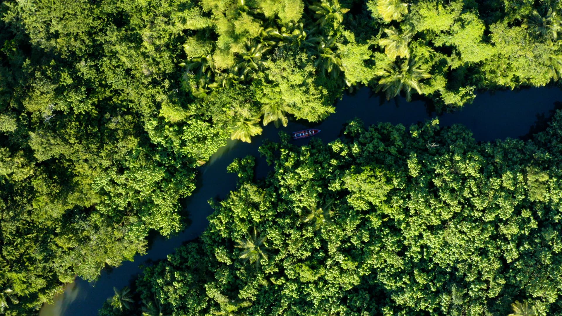 Indian River winding through shaded mangrove forest