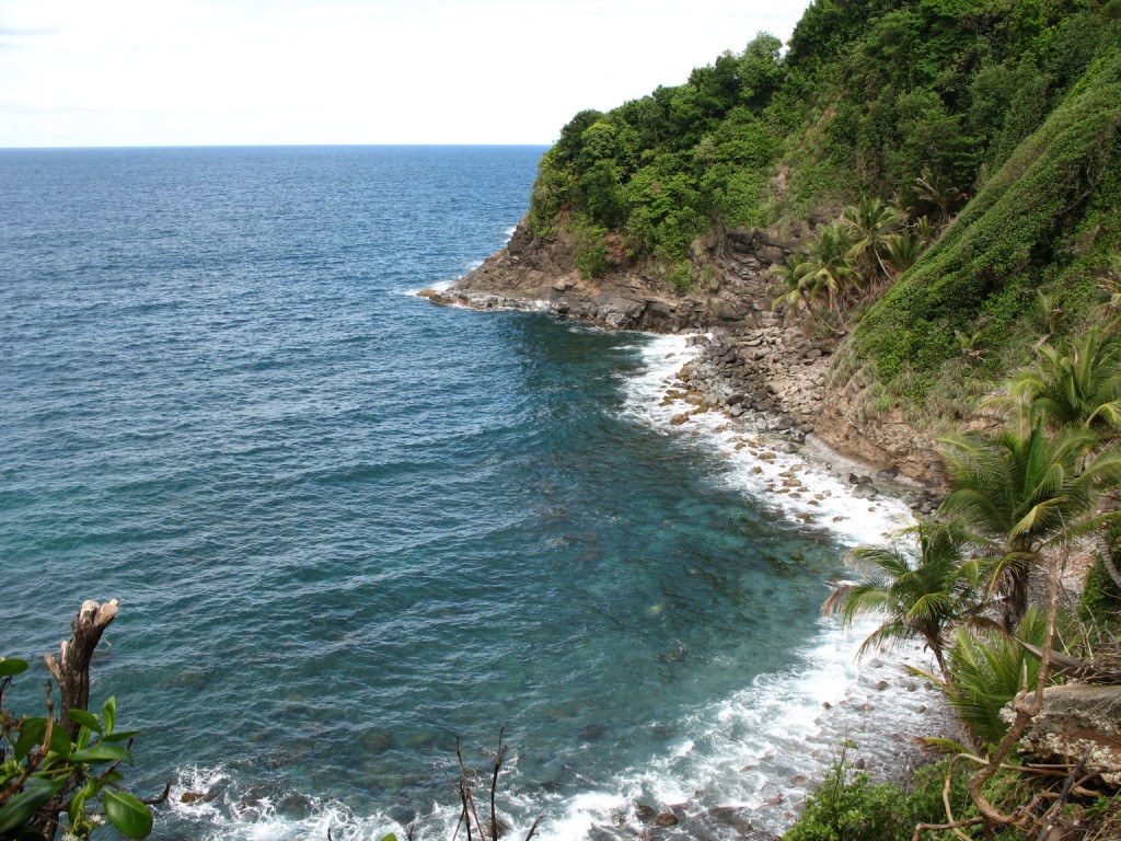 Sineku