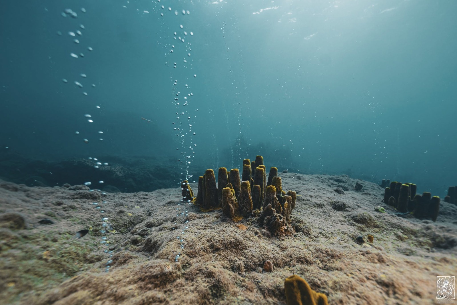 Bubbles rising through clear water over Champagne Reef