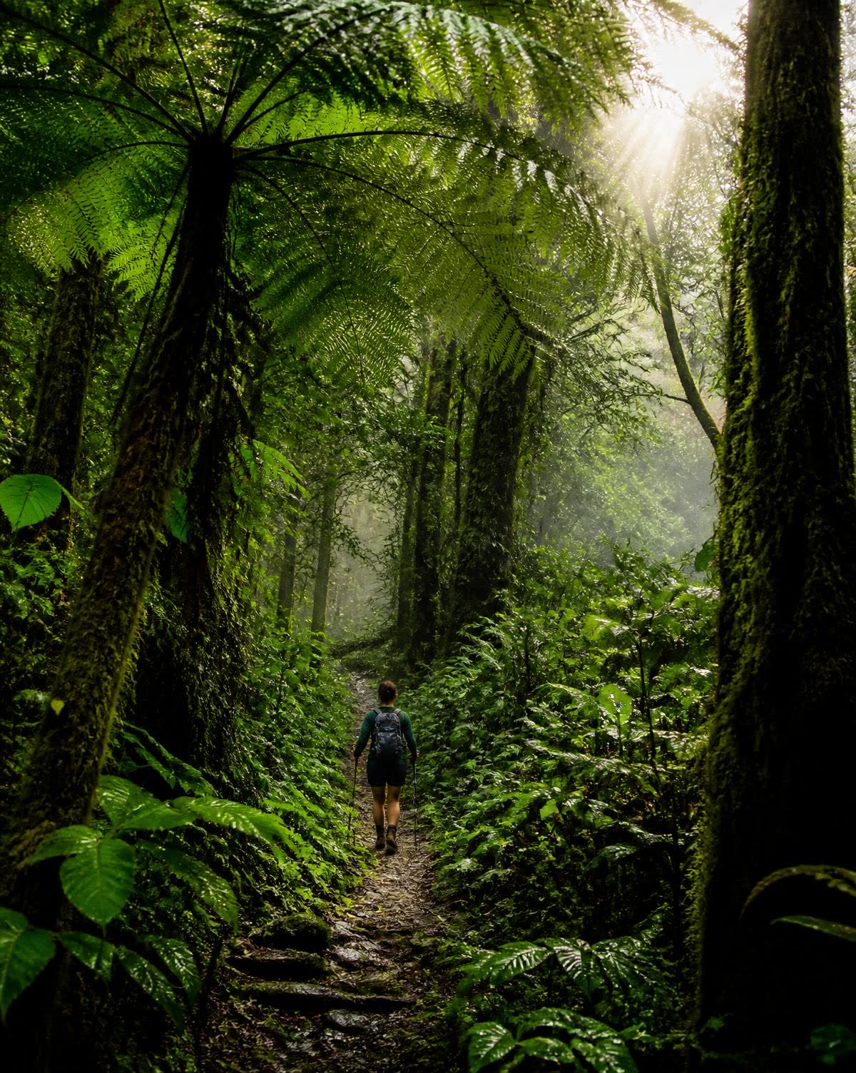 Rainforest trail in Dominica